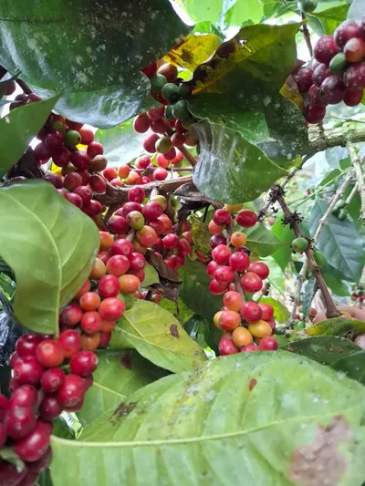 Coffee Beans Java Preanger, West Java