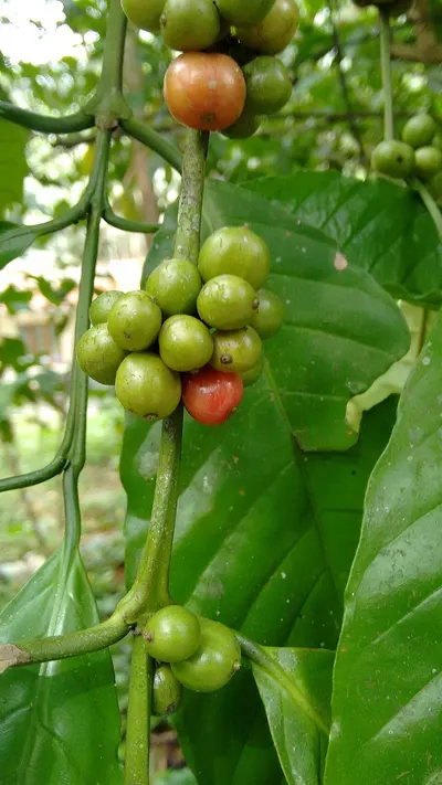 Sambucus Nigra (Fruit )
