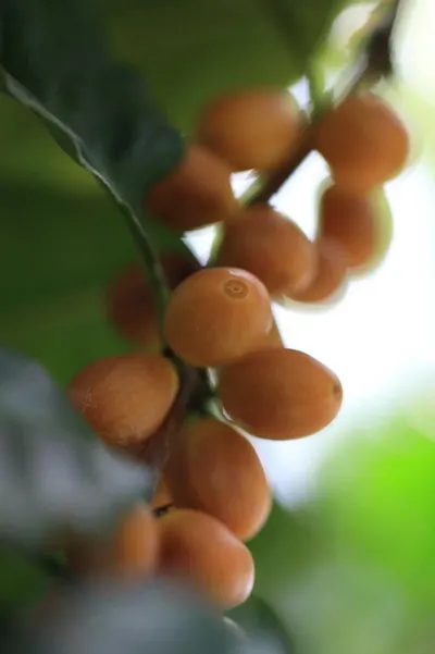 Nocpâ??s Himalayan Arabica