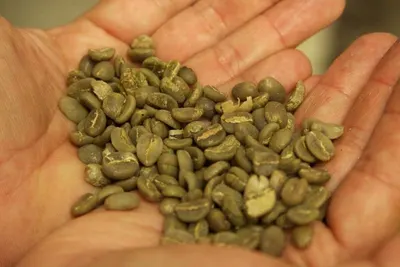 Arabica Gayo Grade 5