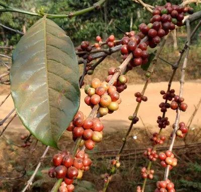 Java arabica kopi luwak