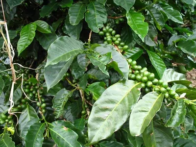 Arabica Coffee - Columbia