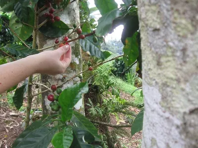 Java Arjuna Arabica