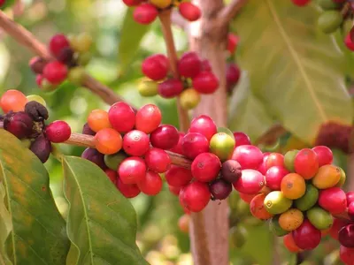 Arabica KonTum