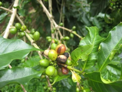 Raw Arabica Wine Coffee Gayo