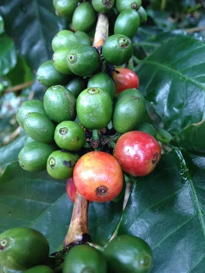 Arabica (Full Wash Dry Hull)