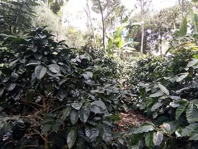 Arabica Gayo Raw Coffee Beans