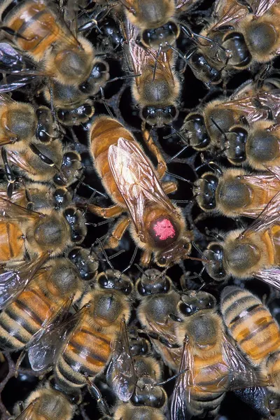 Royal Jelly