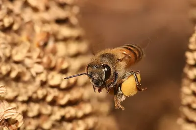 Alpine ski-bee