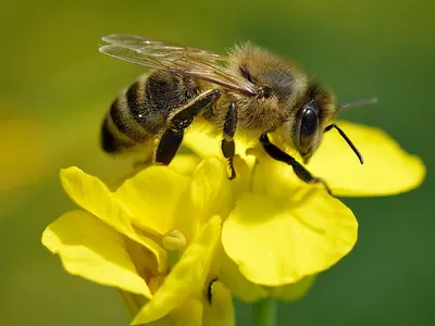 Bumble Bee Toy