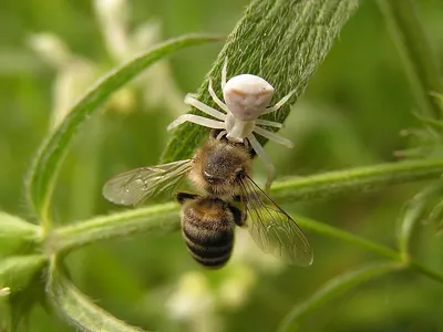 Honey bee