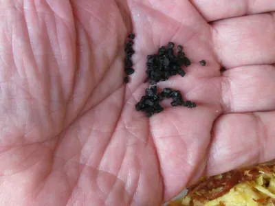 Caviar