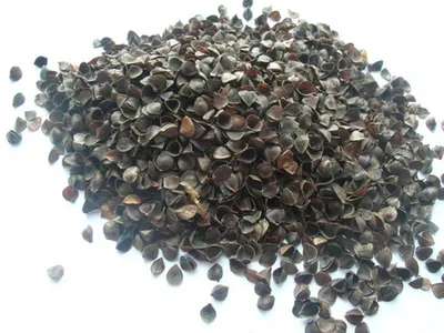 Carob chips