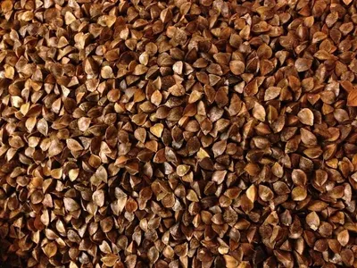 Durum Wheat Grit Roasted