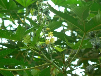 Rbd Castor Oil