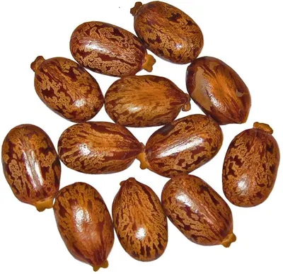 Inshell Pecan Nuts x MT