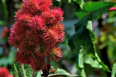Rambutan