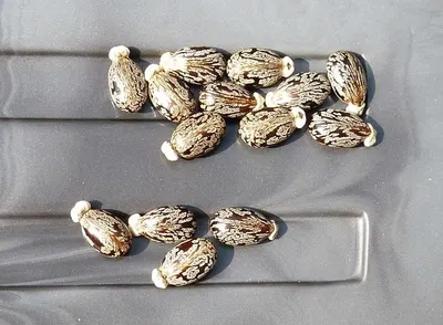 Ginseng capsule