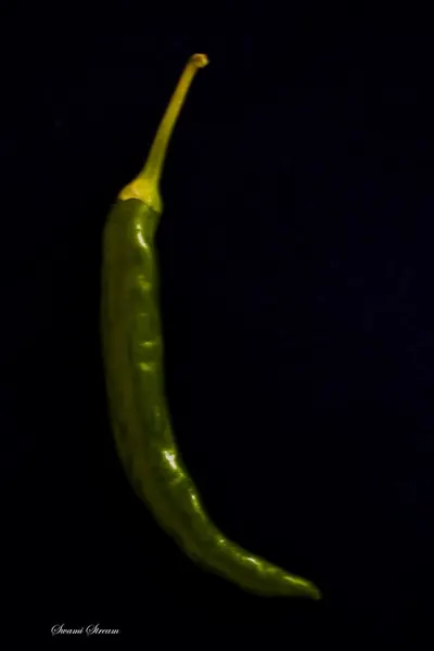 Frozen Silkworm Chrysalis