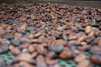Organic Raw Cacao Beans