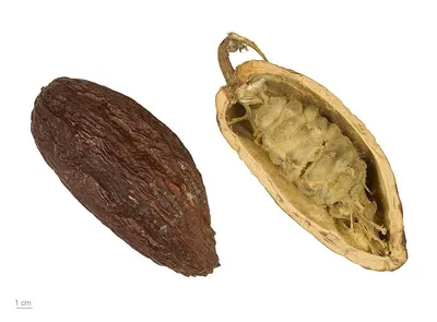Gunabano-Annona Muricata Dry Fruit by SVM EXPORTS
