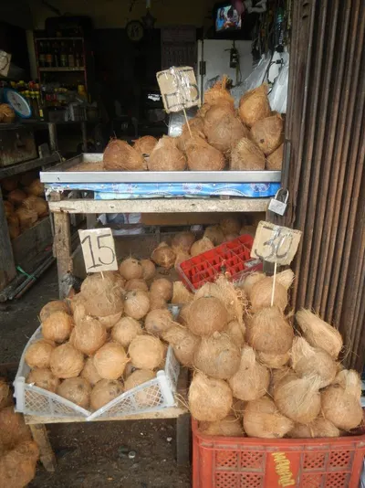 Coconuts by CGK Exports