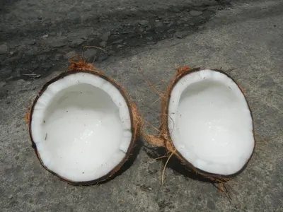 Coconuts Sugar