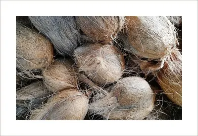 Fresh Coconut