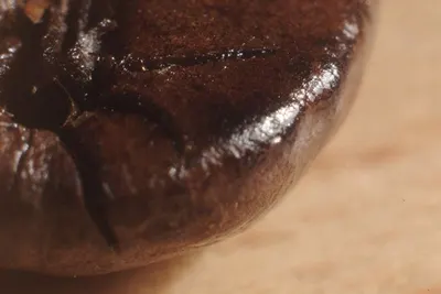 Roasted Bean Arabica Flores Bajawa by Pt Kopi Prima Indonesia