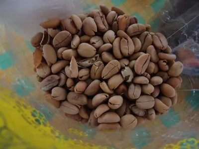 Coffee Bean