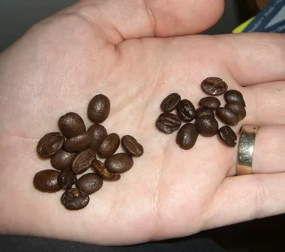 Robusta Green Bean Coffee Sumatera by PT Agro Amba Nusantara