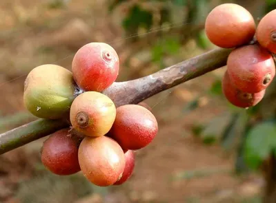 Robusta Lampung Sumatera - Green Bean by Pt Kopi Prima Indonesia