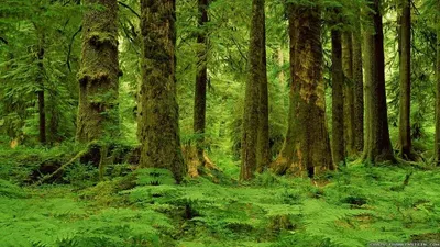 Green-Forest-1