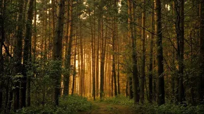 Golden forest