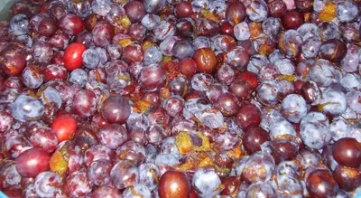 Natural Indian Marbles