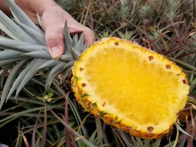 Mango pulp