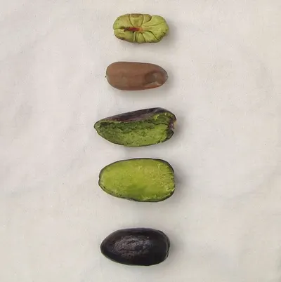 Fruit and nuts collection