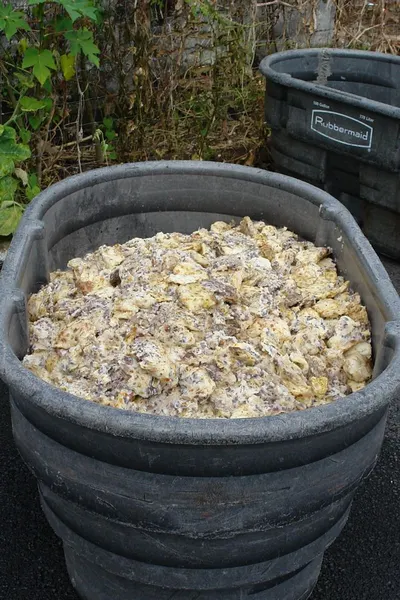 Beef tripe