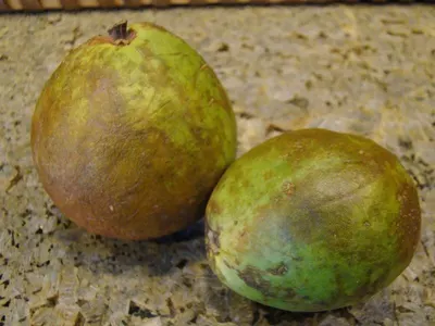 Pomelos