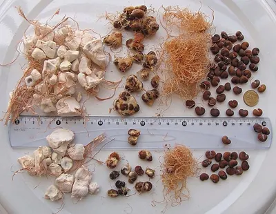 Nuts 5000*3pixel CCD color sorter