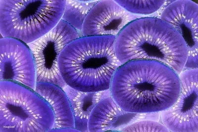 Tasmanian Purple Sea Urchin