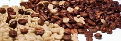 Robusta and arabica coffee bean