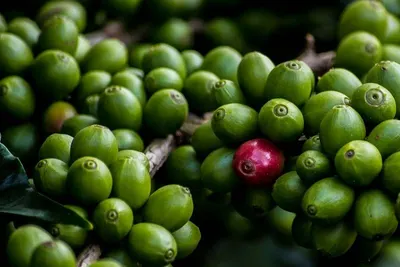Green Brazilian Coffee