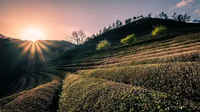 Pekoe Green Tea