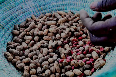 Java Peanut From India