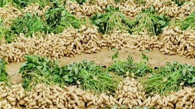 Groundnut
