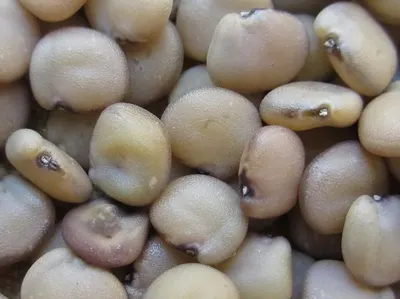 Milky Mushrooms