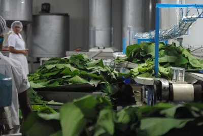 Vegetable Processing Cold Storage