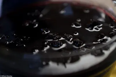 Canned Sparkling Water Blueberry