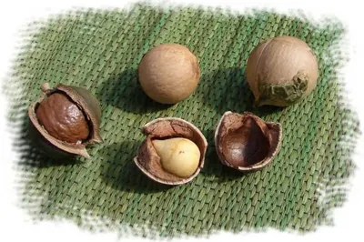 Nutmeg by PT Global Portal Nusantara